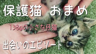 保護猫おまめ 138gの小さな仔猫と出会いのエピソード #保護猫 #子猫 #子猫の成長記録 #保護エピソード