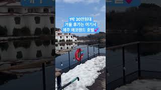 제주 20-30만원대 수영장 있는 좋은 호텔 제주 에코랜드호텔!