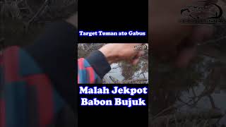 casting gabus malah jekpot bujuk ukuran enak ikan enak ukuran enak#shorts