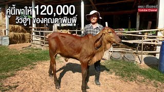 นายฮ้อยพาชมวัว | ชมวัวฮู้ๆ สวยๆ ของตาพิมพิ์ พ่อค้าให้คู่นี้ 120,000 เลี้ยงวัวมาจากตั้งแต่ พ.ศ. 14