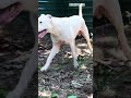 sexy boy 👦 😂😜🥰. dogsbysasa dogoargentino ceylondogoargetino srilanka