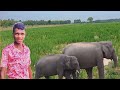 Ale Disama Hathi Heja // Santali Vlogs Rcp Mandi kara Vlogs New Vlogs Video