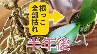 復活から思うこと【こんな株は買わないで】胡蝶蘭を見る目を養う