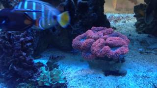 Jebao RW20 in a 3500l (900gal) reef tank 2014