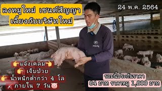 ลงลูกหมูขุนรอบใหม่ กับบริษัทใหม่ ตัวใหญ่ น้ำหนักดีมั้ย มาชมครับ |รอบนี้ประกันราคา 64 บาทต่อกิโลกรัม