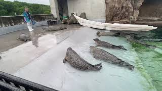 旭山動物園のアザラシのエサやり