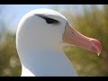 3 steps to save seabirds