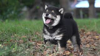 今日ものんびり、黒柴の子犬です♪