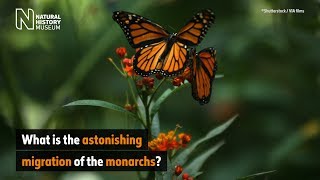 Meet the migrating monarchs | Natural History Museum