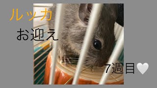 【お迎え7週目】デグーのルッカ