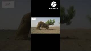 Allah ki kudrat •Animals & Plants Praying | Tree In Rakuh Facing Kabah #shorts #viral #allah  #god