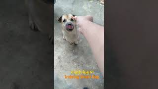 បង្រៀនឆ្កែឆ្លាត-Training Smart Dog (31) #shorts