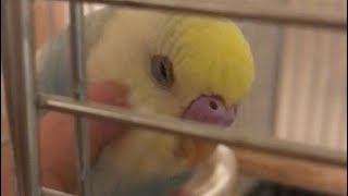 撫でられた途端におとなしくなるインコ