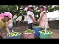 園児が梅の実ちぎり体験 収穫後はジュースやゼリーに【佐賀県】 22 05 19 17 25