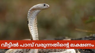 വീട്ടിൽ പാമ്പ് ഇഴഞ്ഞു വരുന്നത് ശുഭമോ അശുഭമോ | Snake