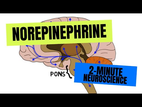 Where is norepinephrine synthesized in the brain?
