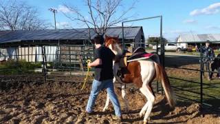 Young Horse Bucking