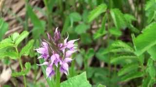 湿原に可憐な花たち　完成