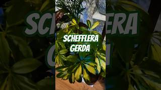 House Plant arrival It's the Schefflera Gerda | Umbrella Plant For Indoor Jungles UK