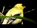 american goldfinch male spinus tristis 美洲金翅雀 5 23 19 cranberry lake