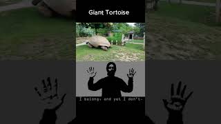 Giant Tortoise Bruno Power