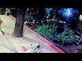 leopard attack dog andheri east mumbai मुंबईत बिबट्याच्या जबड्यातून कुत्र्याची अशी झाली सुटका