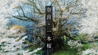 【4K 2023】Nara's hidden cherry blossom spots \u0026 over a thousand years old Cherry blossoms in Nara