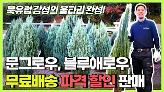 북유럽 감성의 울타리 완성! 문그로우·블루애로우 무료배송 파격 할인판매 🌲✨