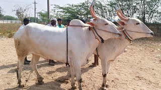 Rapthadu Dheshiya Seema bull's video_Oxe's letest video///పట్టికొండ మార్కెట్ 2025