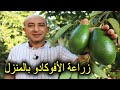 زراعة الافوكادو و العناية بها وطريقة تثبيت الازهار و الثمار بشجرة الافوكادو