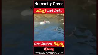 😱 వామ్మో! నాగ పాము 😱 Humanity still exists #shorts #youtubeshorts #humanity