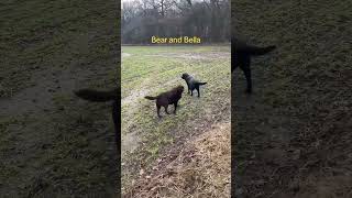 Bear and Bella. #labradoretriever