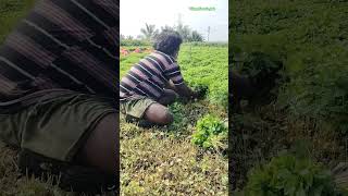 நம்ம புதினா எப்படி இருக்கு என்று பாருங்க இயற்கை விவசாயி💚#villagefarmingtsk#subscribe##youtubeshorts