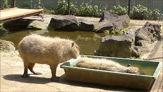 2023年5月中旬　一人で寛いでいる所を邪魔されたら、カピバラだって怒ります。　～大宮公園小動物園のカピバラ～