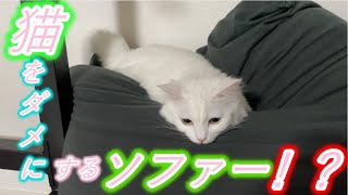 猫『人』をダメにするソファーでダメなる猫がこちら