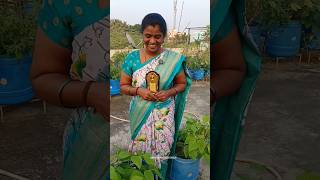 ரொம்ப ரொம்ப சந்தோஷமா ஆயிடுச்சுங்க 🥳🥳👩‍🍳🌿🌺🌷/Santhiya's kitchen #homegardening