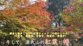 鎌倉の紅葉を散歩しながら見頃チェックしました。（2020年11月30日）円覚寺、東慶寺、浄智寺、長寿寺、海蔵寺、寿福寺、そして、源氏山の紅葉と椿（お寺は外側からのチェックとなります。）