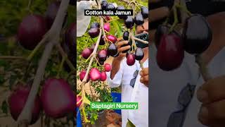 Arthur Cotton Jamun || 7075858499 || Latest Jamun || Saptagiri Nursery