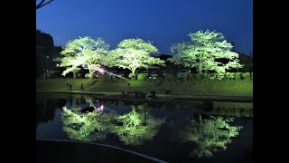 【大分🌸✨】夜桜ライトアップ in 吉四六ランド（臼杵市野津町）