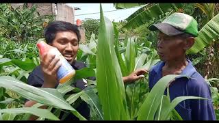 HERBISIDA MAHAKAM SAPU BERSIH LAHAN JAGUNG TEGOWANU GROBOGAN