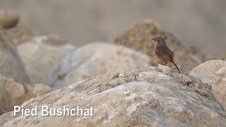 Pied Bushchat (male and female)