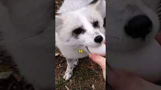 A wonderful encounter #animals #shortvideo #fox #funny