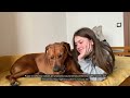 rhodesian ridgeback the breed built for big game u0026 endless love ridgeback dog