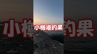 北海道　小樽　釣り　サバ　カナガシラ　釣果　＃shorts #fishing #小樽