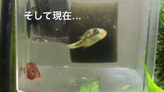 痩せっぽちのアベニー…拒食症？【アクアリウム】