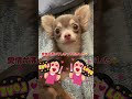 ペットショップで犬を飼ったらいけないの？？😭😭 tiktok shorts