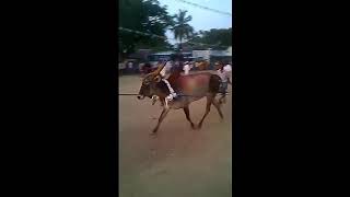 palacode jallikattu 2015(3)