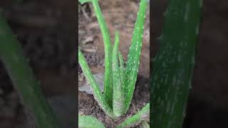 கற்றாழை செடியை வளர்ப்பது எப்படி ? #Shorts #organicgardeningbyindianarchitect #aloevera