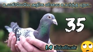 உலகிலேயே அதிக விலை உயர்ந்த புறா | Most Expensive Pigeon in the World | E0035 #puravalarpu