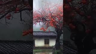 65 老家的人說：看！柿子熟了，你就會“柿柿”順心，如意。#rain #new #rainsounds #landscape